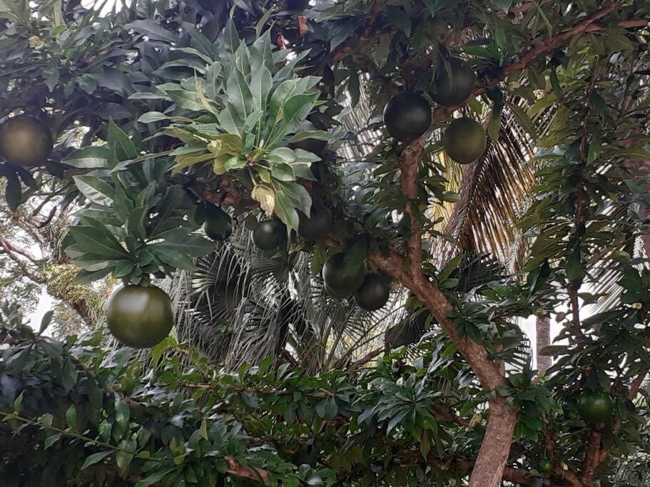 圣罗斯Mariposa别墅 外观 照片